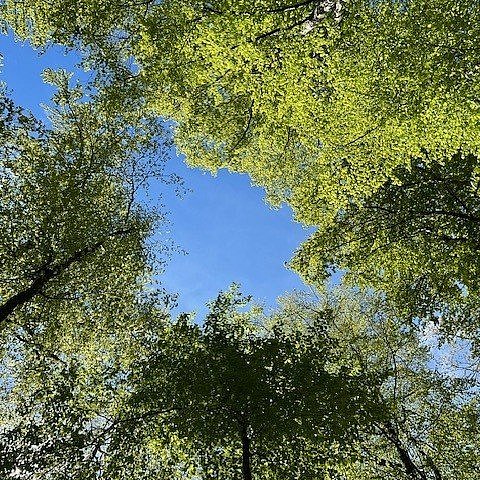 Blick zum Himmel mit Bäumen