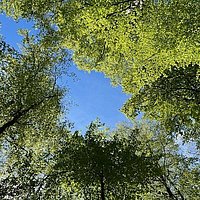 Blick zum Himmel mit Bäumen
